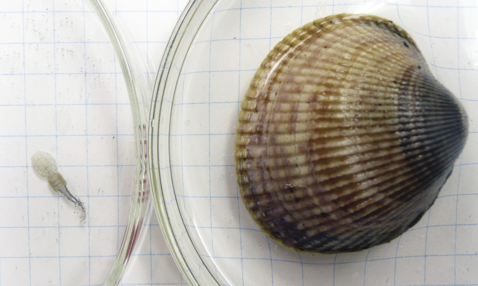 Sea lice and Basket Cockle on separate petri dishes